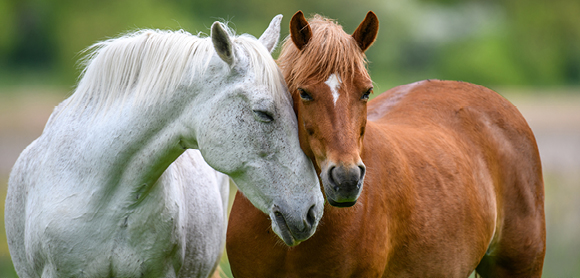 horses